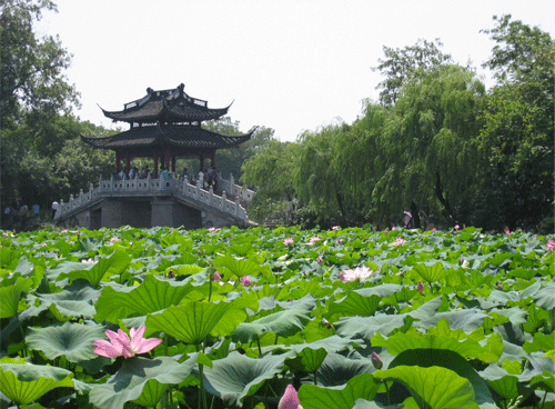 Lotus in der Briese im Schiefen Innenhof